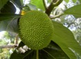 /album/imagenes-de-prueba/pan-de-futa-jpg/